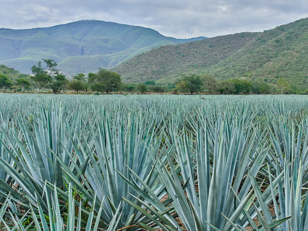 Campo Agave Azul Tequilana Webber