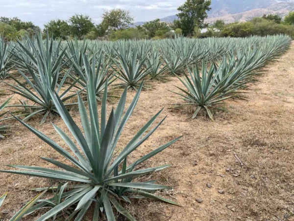 Campo-agaves-espadin-joven