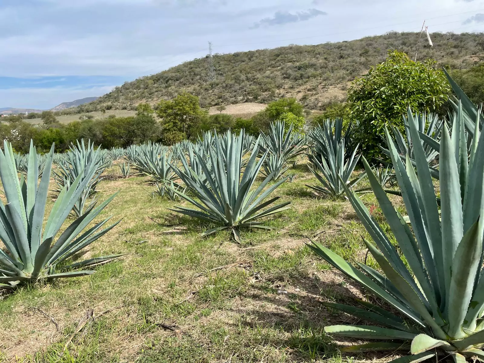 Campo-agaves-espadin-mezcal