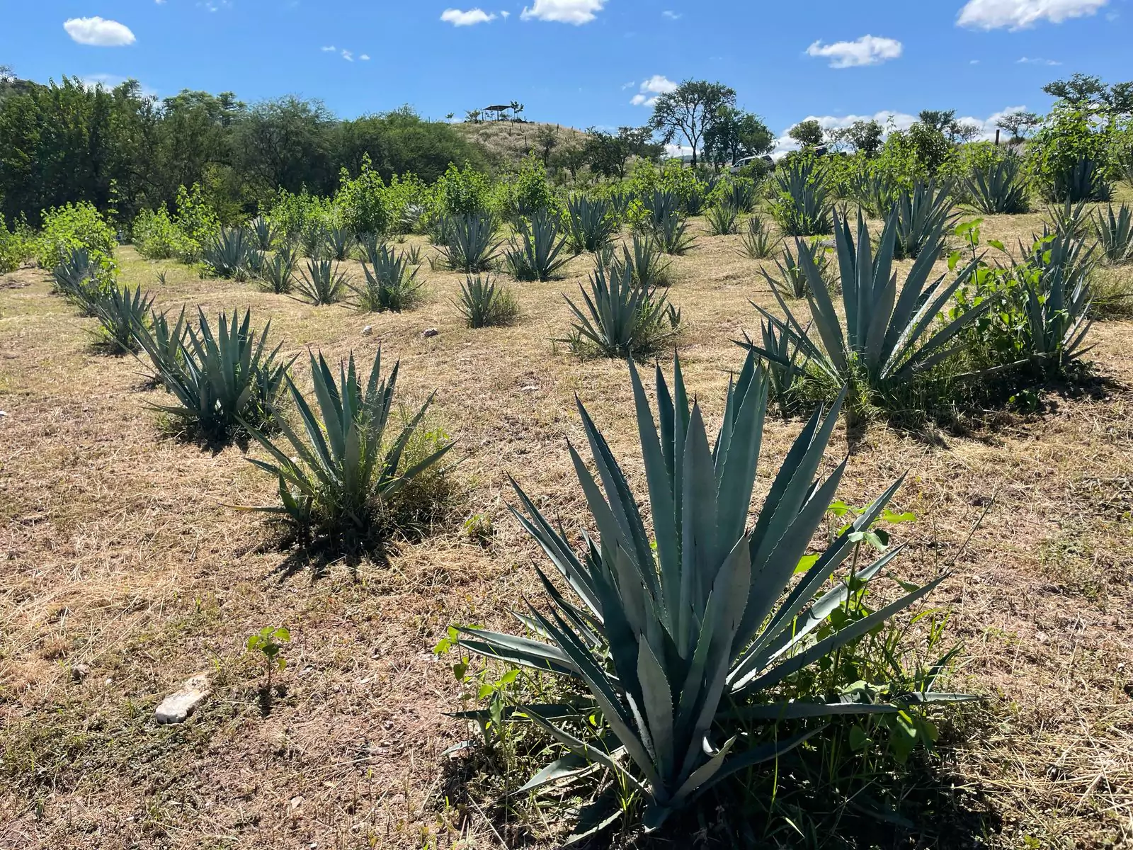 Campo-agaves-espadin