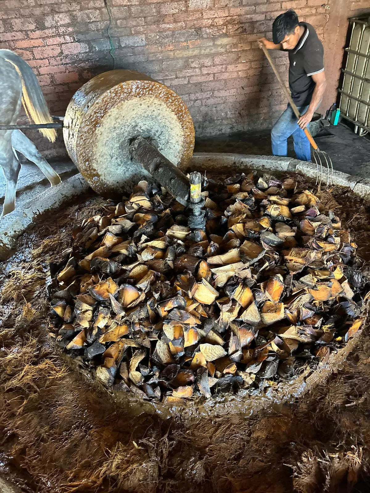 Tahona-agave-cocinado