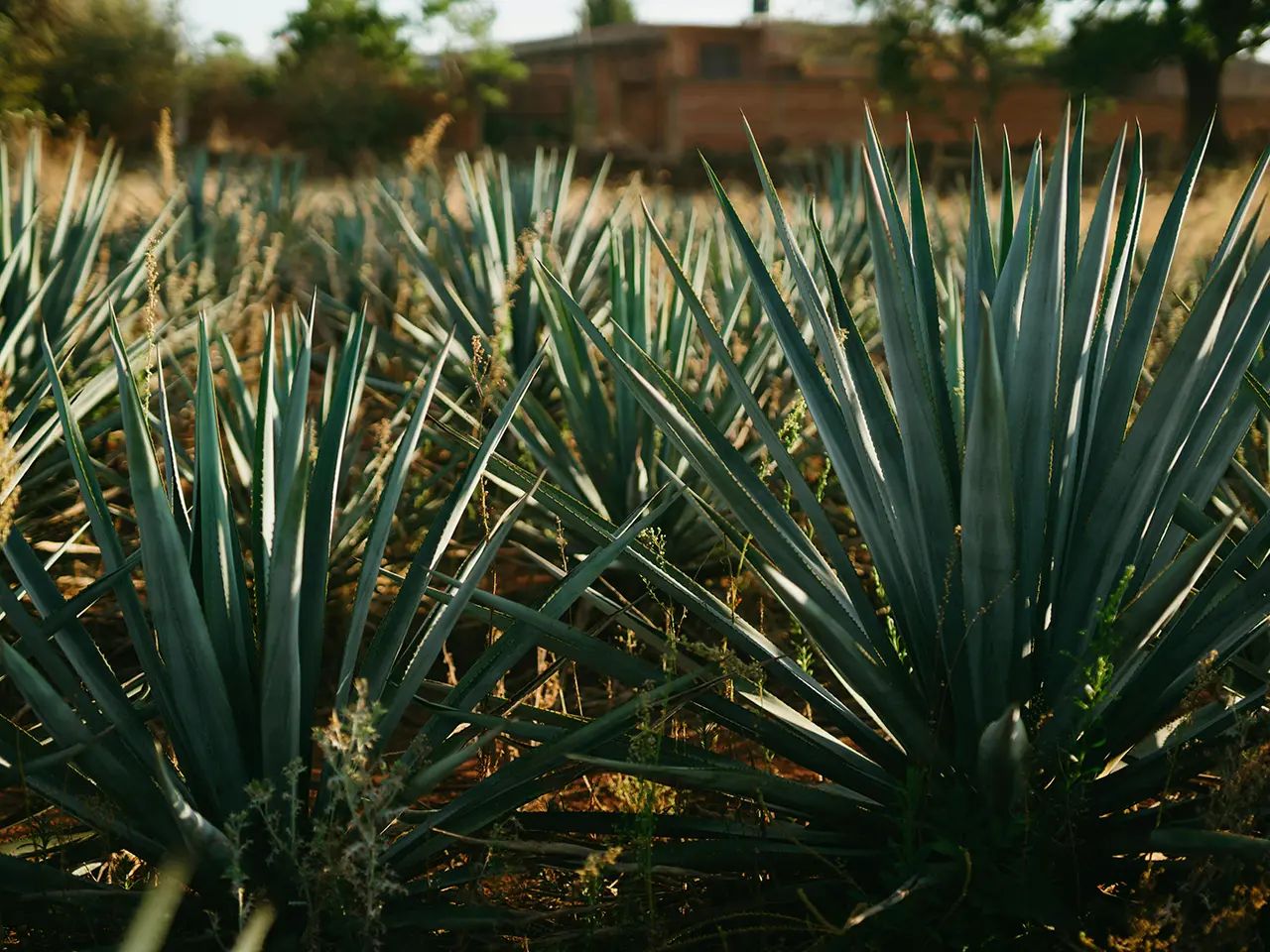 agaves variedad espadin