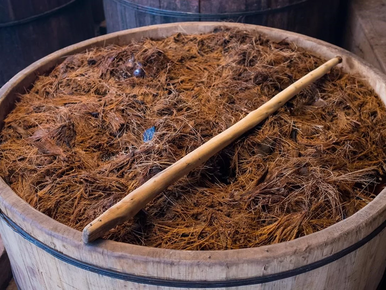 mezcal-fermentado